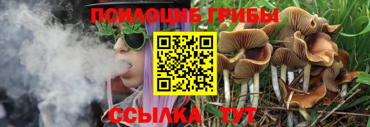 Псилоцибиновые грибы Cubensis  Вход с VPN  Борзя  Галлюциногенные грибы MAGIC MUSHROOMS 